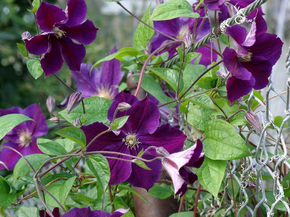 Photo of Clematis 'Star of India' uploaded by dirtdorphins