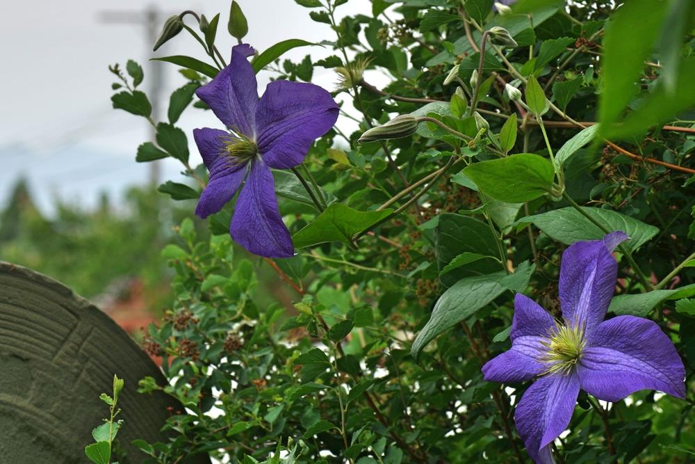 Photo of Clematis 'Jenny' uploaded by dirtdorphins