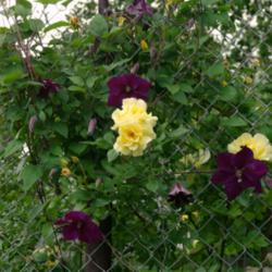 Location: My Garden, Utah
Date: 2015-06-01
with Rosa Lemon Meringue