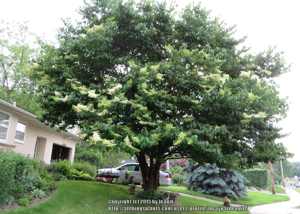 Photo of Japanese Tree Lilac (Syringa reticulata) uploaded by foraygardengirl