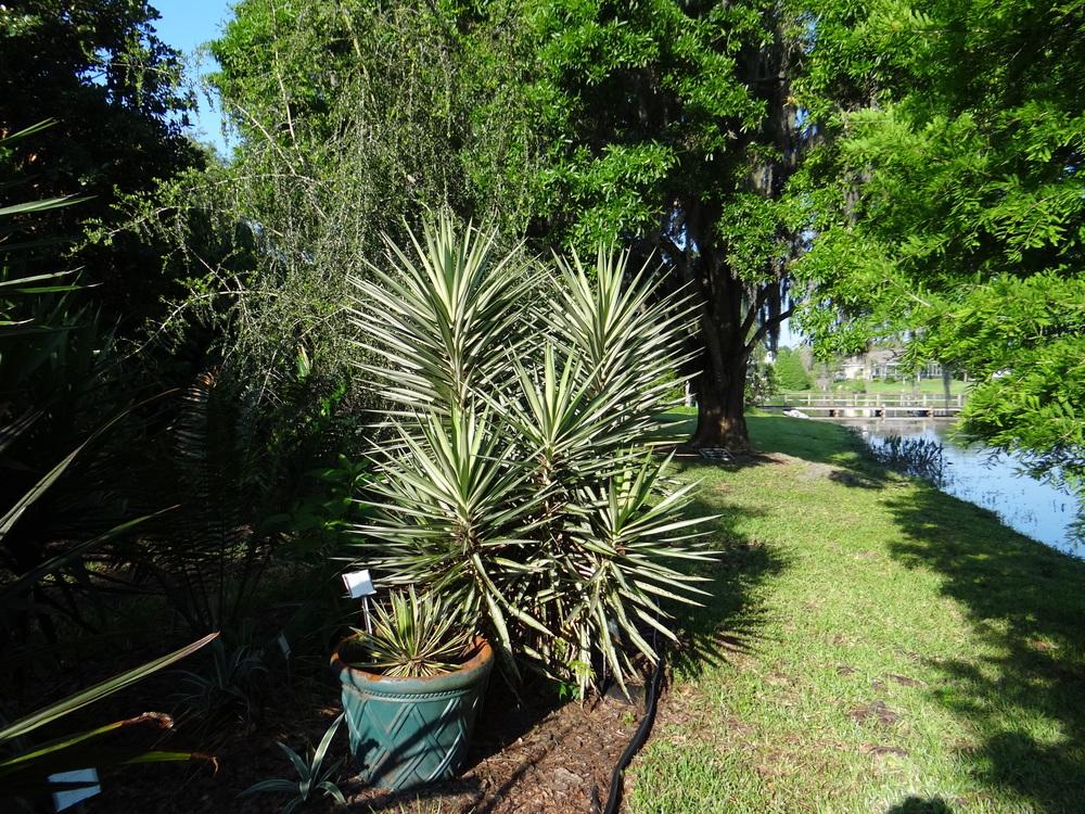Photo of Moundlily Yucca (Yucca gloriosa var. gloriosa 'Variegata') uploaded by hawkarica