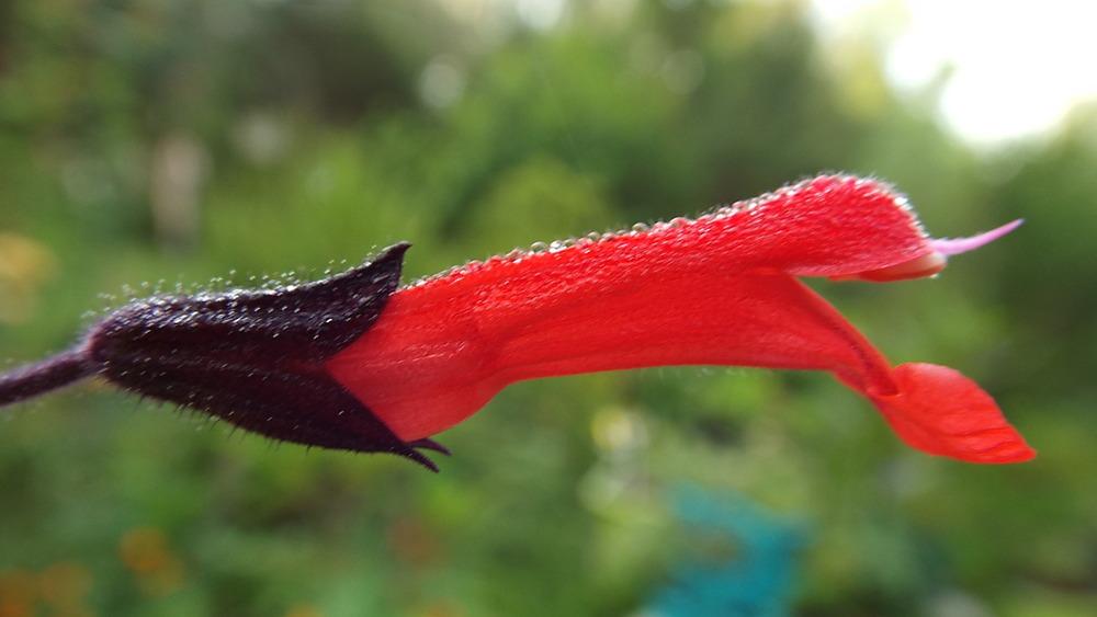 Photo of Sage (Salvia rubescens) uploaded by poisondartfrog