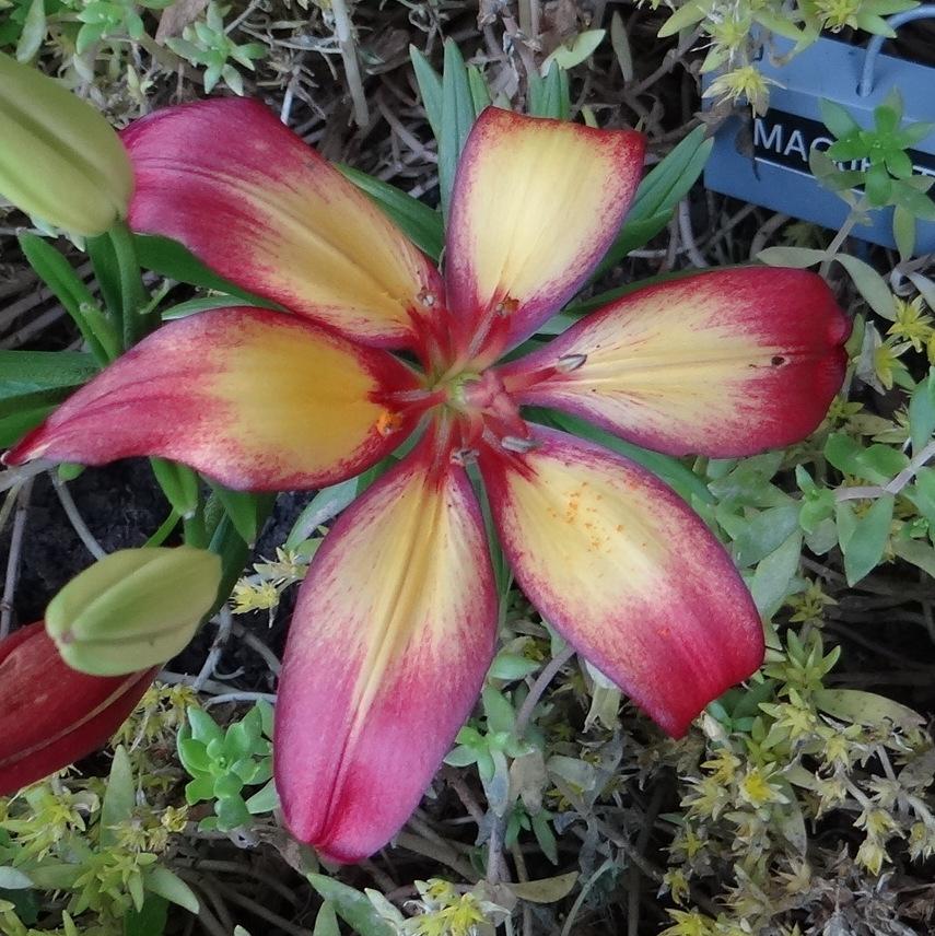 Photo of Asiatic Pot Lily (Lilium 'Majestic Joy') uploaded by stilldew