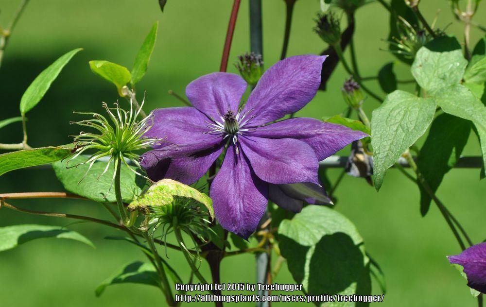 Photo of Clematis Amethyst Beauty™ uploaded by treehugger