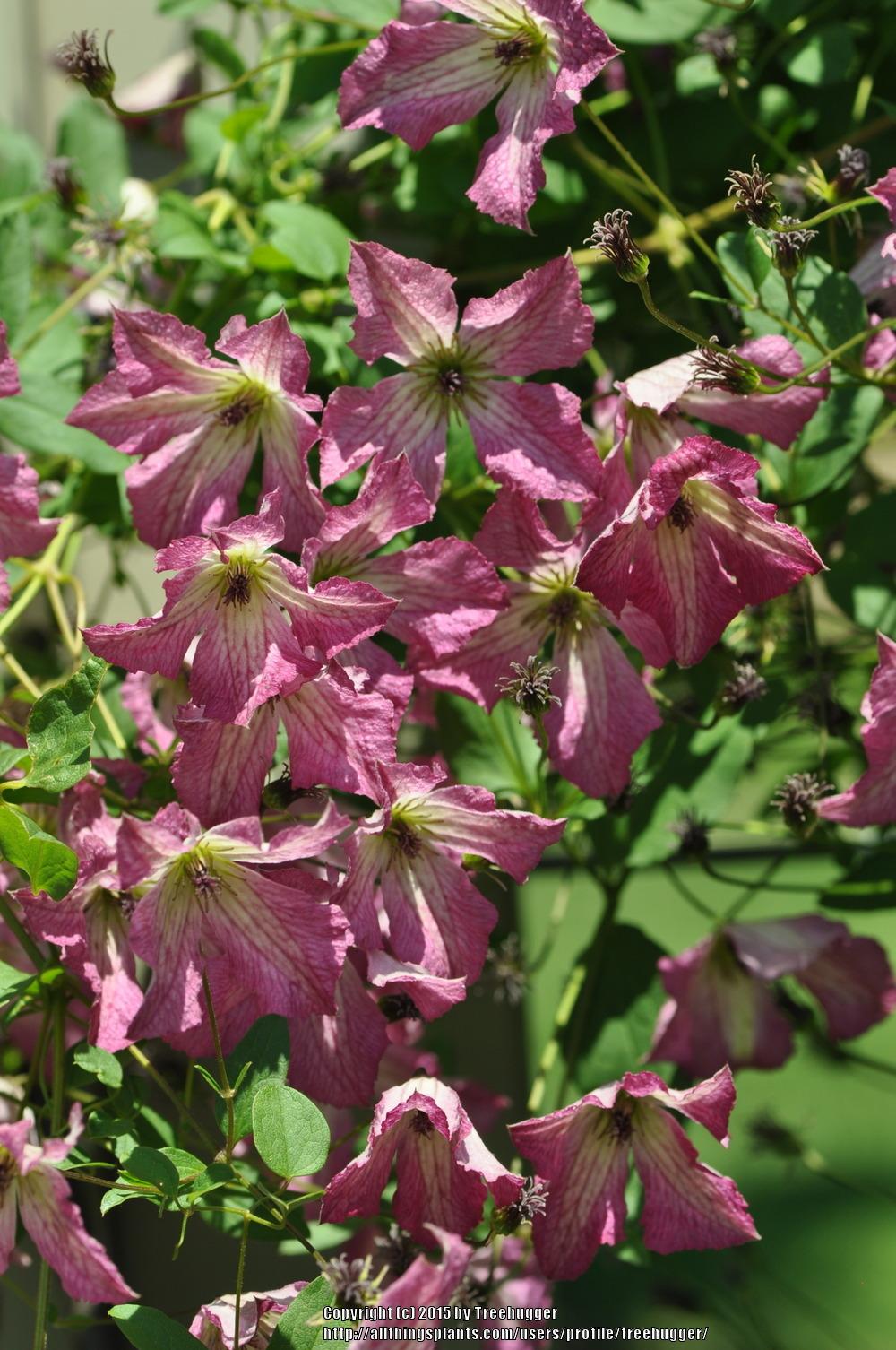 Photo of Clematis (Clematis viticella I Am Happy™) uploaded by treehugger
