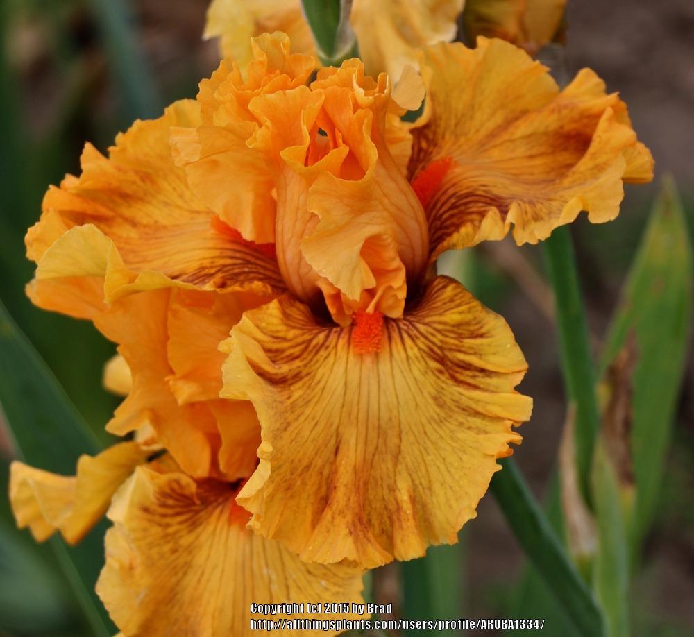Photo of Tall Bearded Iris (Iris 'Shivaree') uploaded by ARUBA1334
