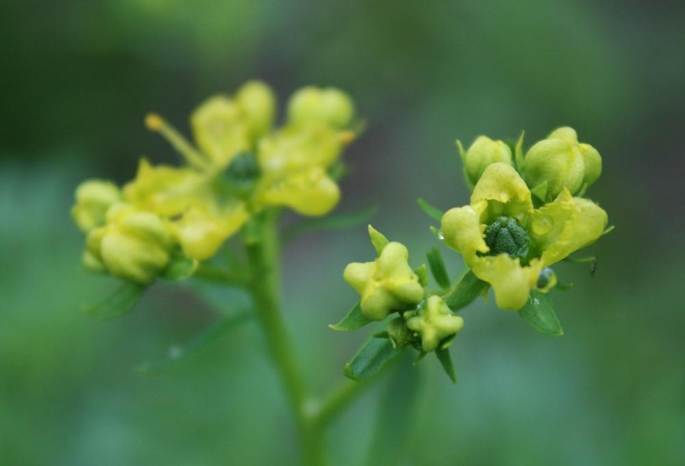 Photo of Common Rue (Ruta graveolens) uploaded by Daylilybaby