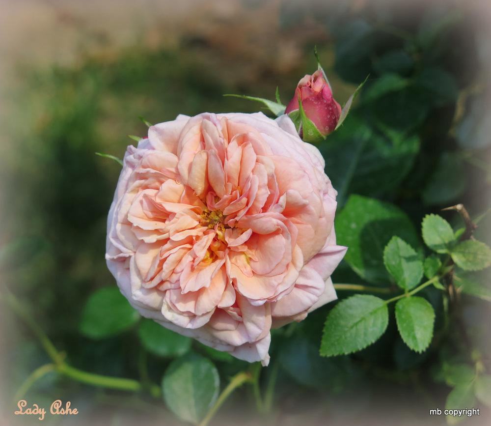 Photo of Rose (Rosa 'Dixieland Linda') uploaded by MargieNY
