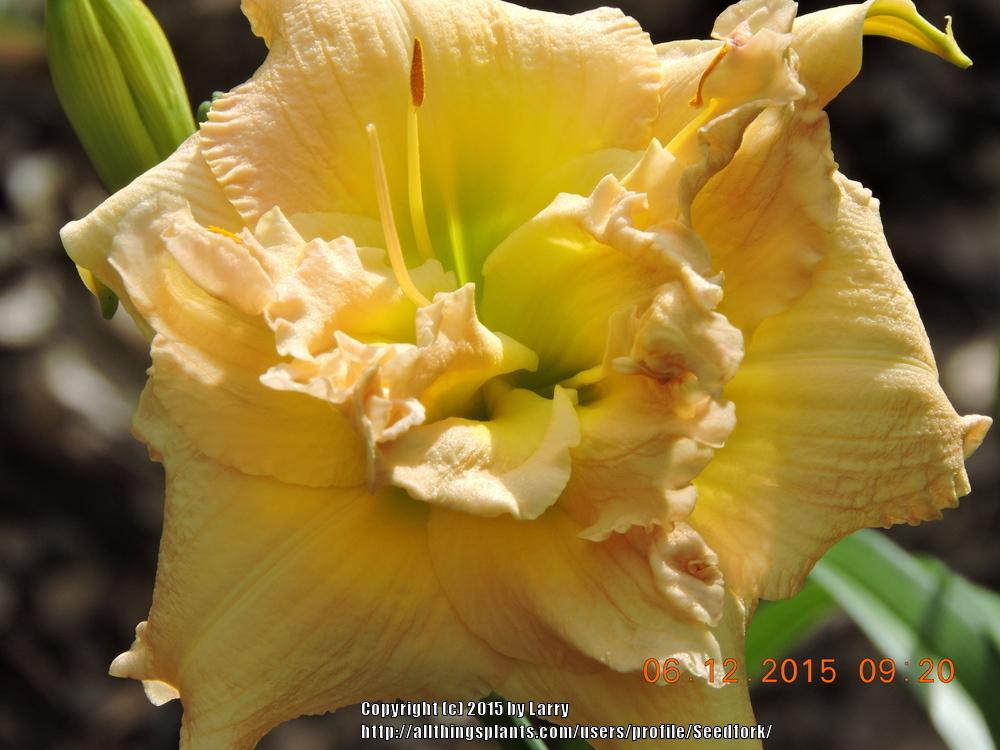 Photo of Daylily (Hemerocallis 'Nagasaki') uploaded by Seedfork
