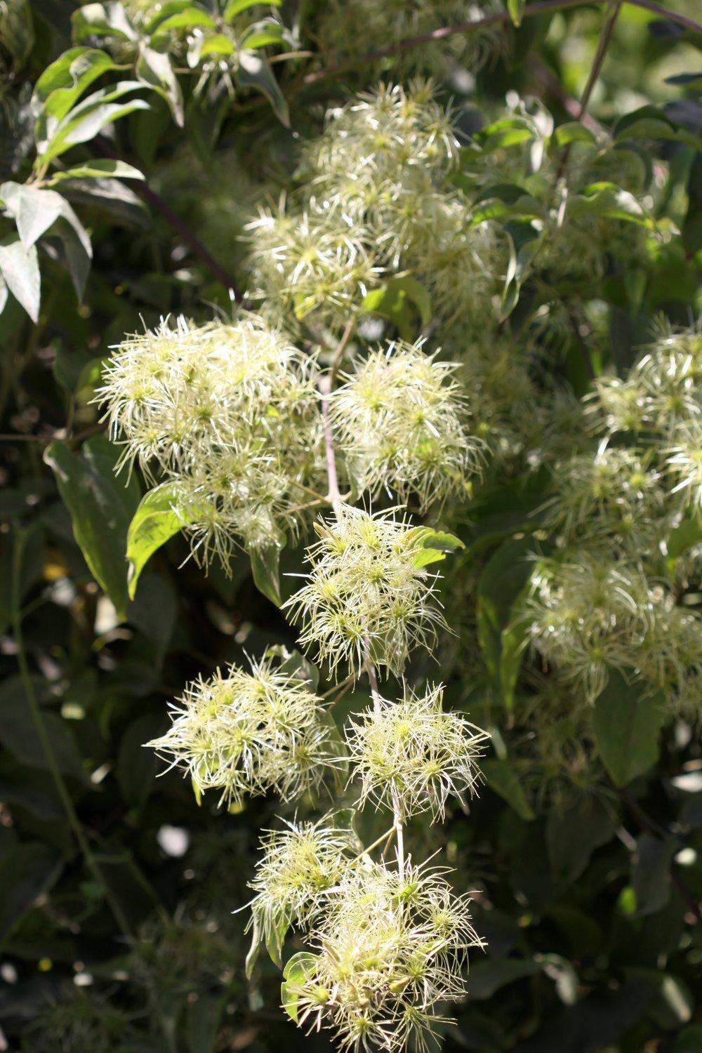 Photo of Clematis (Clematis acapulcensis) uploaded by admin