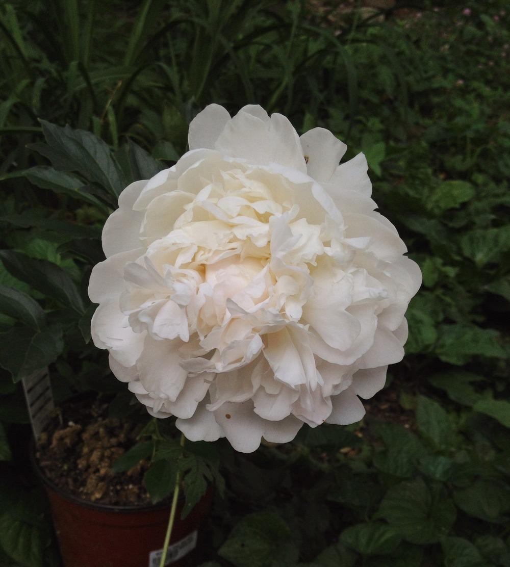 Photo of Garden Peony (Paeonia lactiflora 'Moon River') uploaded by bxncbx