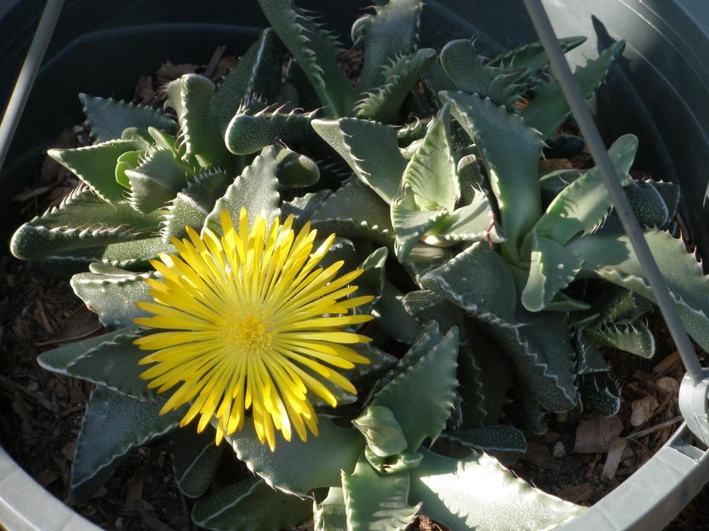 Photo of Tiger Jaws (Faucaria tigrina) uploaded by calicobox