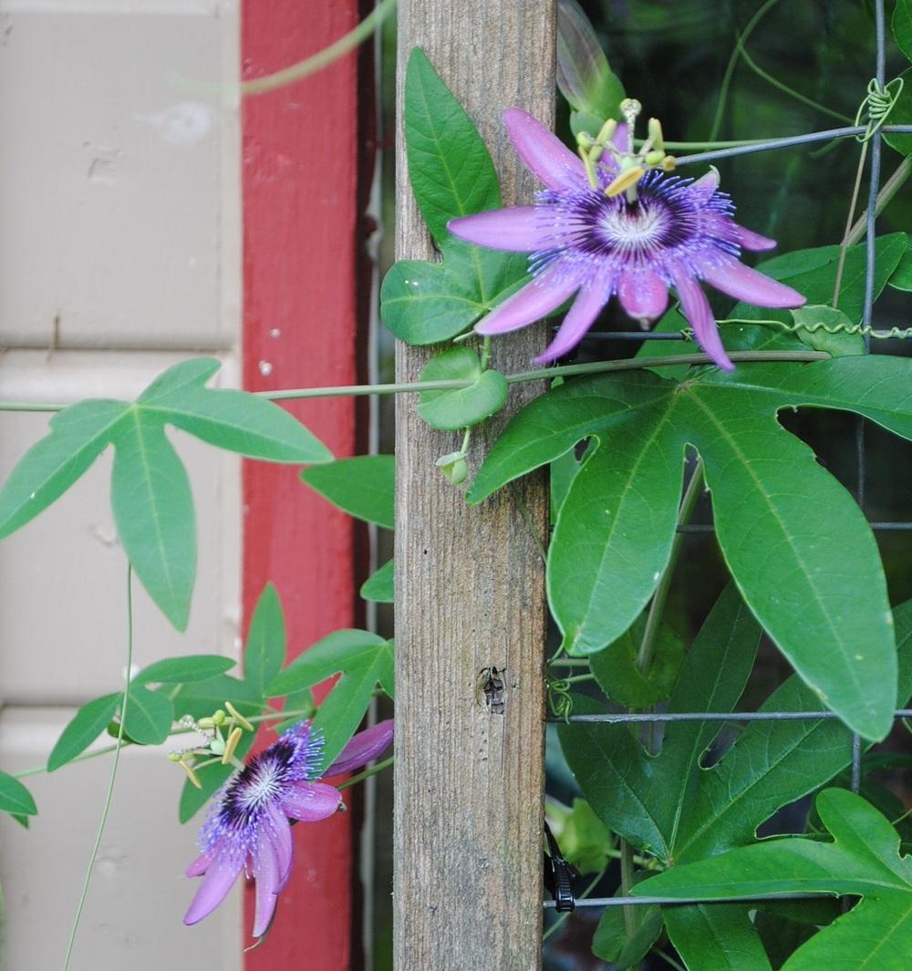 Photo of Passiflora Aphrodite's Purple Nightie™ uploaded by chelle