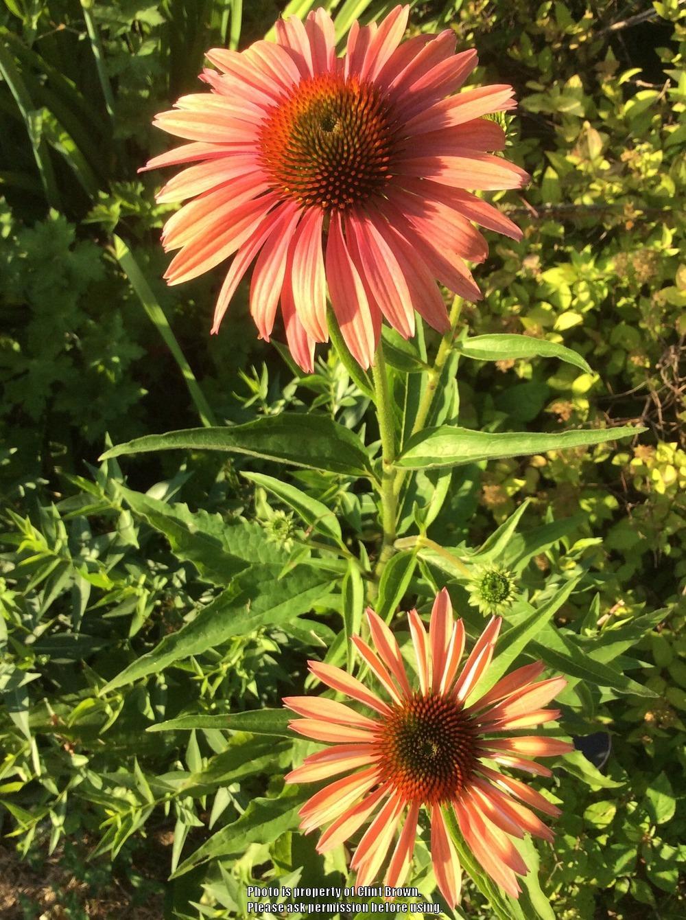Photo of Coneflowers (Echinacea) uploaded by clintbrown