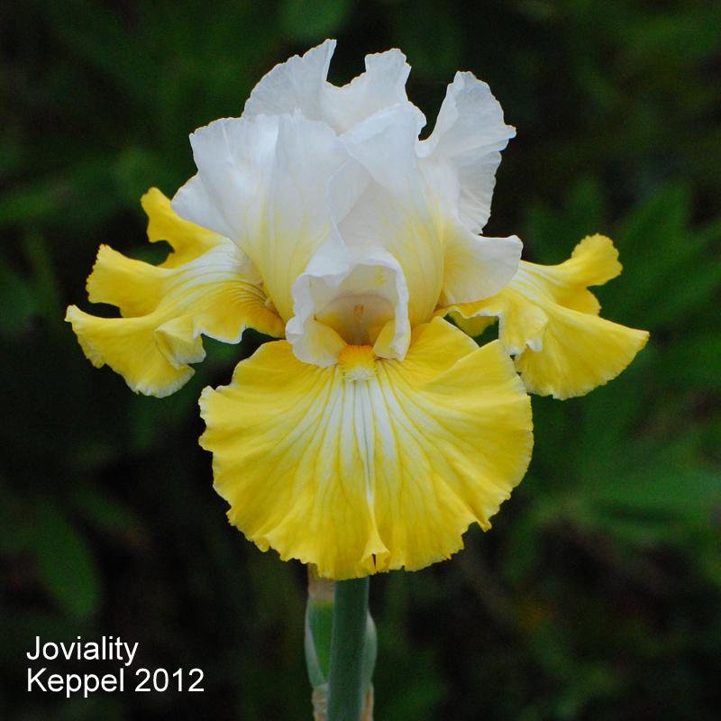 Photo of Tall Bearded Iris (Iris 'Joviality') uploaded by coboro
