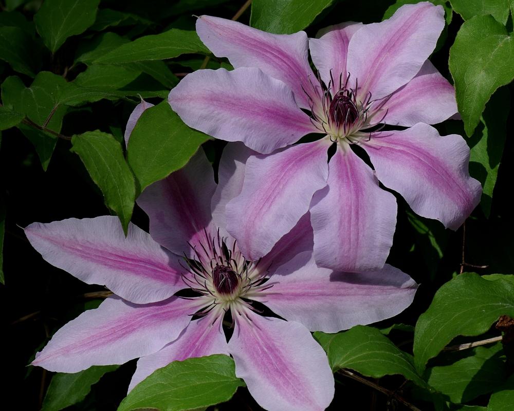 Photo of Clematis 'Nelly Moser' uploaded by dirtdorphins