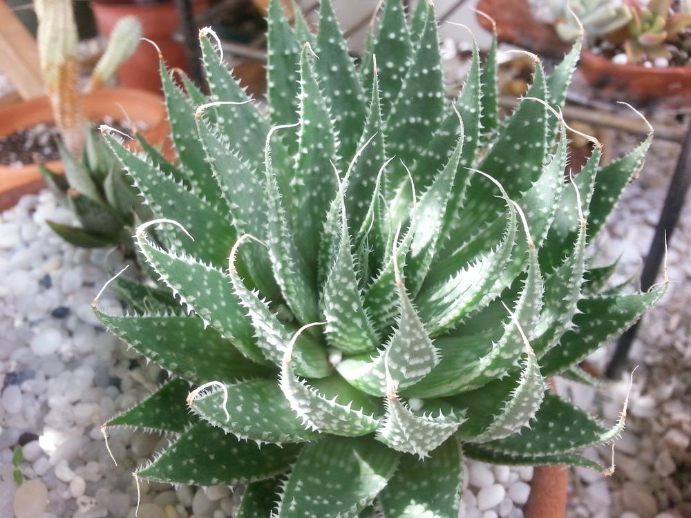 Photo of Lace Aloe (Aristaloe aristata) uploaded by karmatree