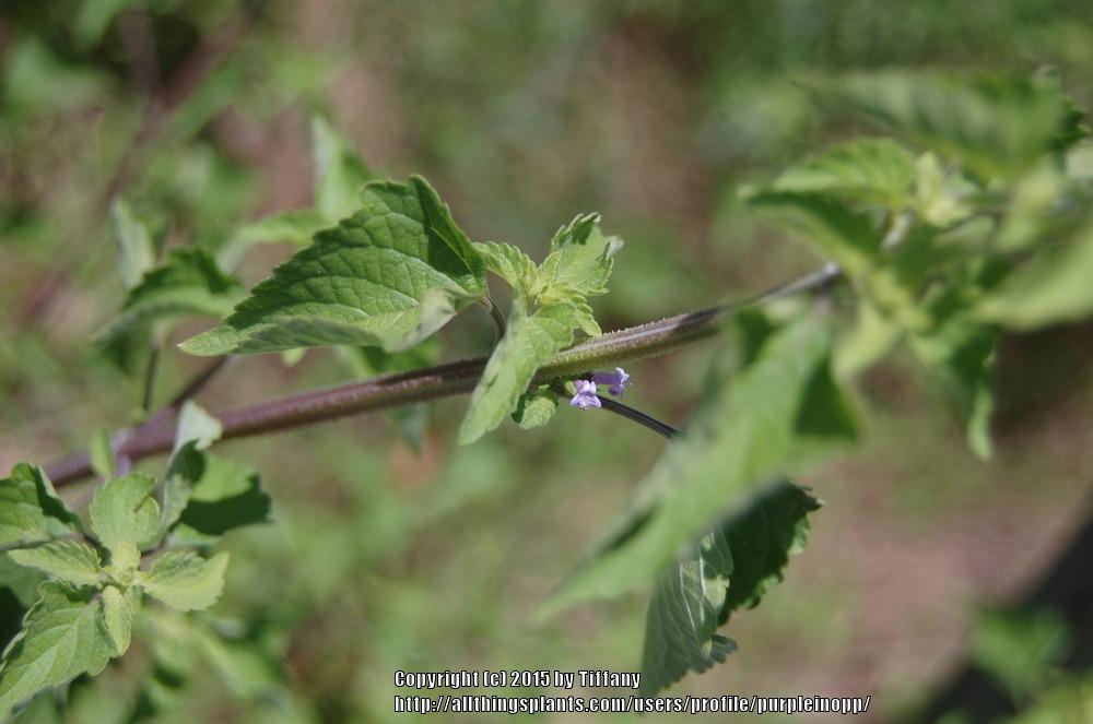 Photo of Tropical Bushmint (Cantinoa mutabilis) uploaded by purpleinopp