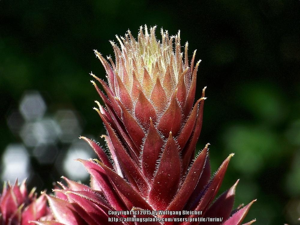 Photo of Hen and Chick (Sempervivum 'Jubilation') uploaded by turini