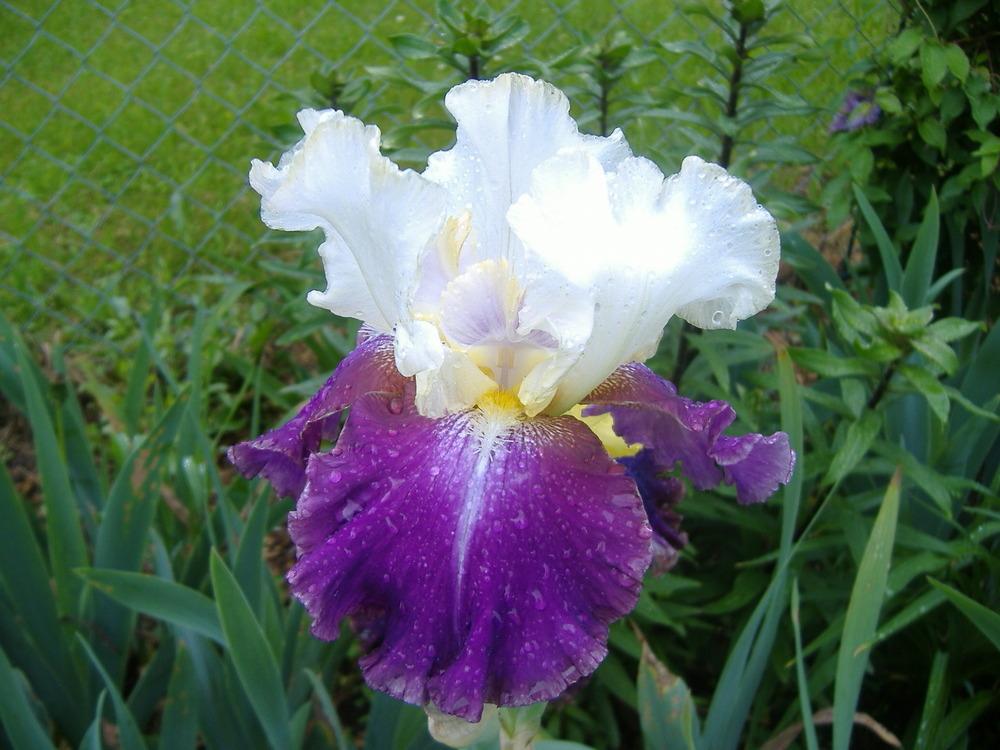 Photo of Tall Bearded Iris (Iris 'Calypso Beat') uploaded by tveguy3