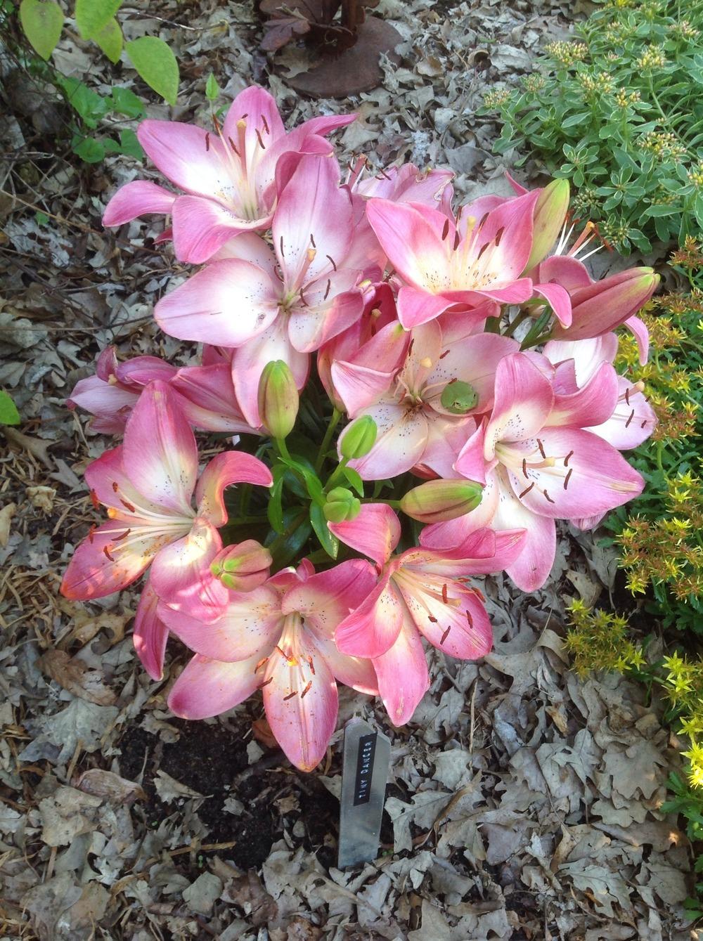 Photo of Lily (Lilium 'Tiny Dancer') uploaded by Cookies4kids