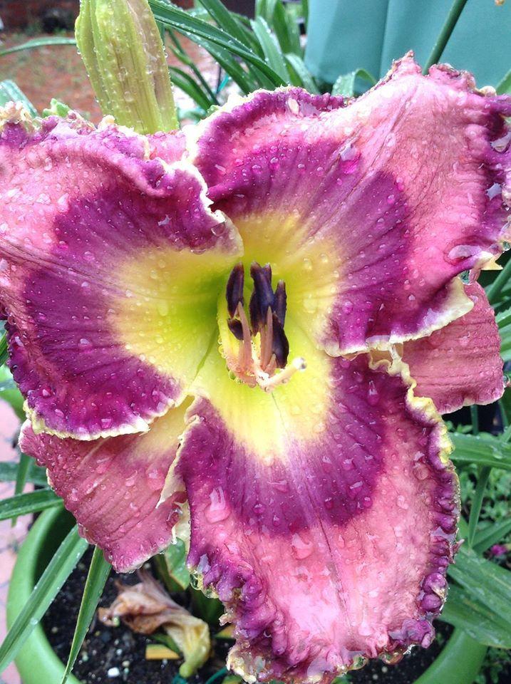 Photo of Daylily (Hemerocallis 'God Save the Queen') uploaded by Jadestar09
