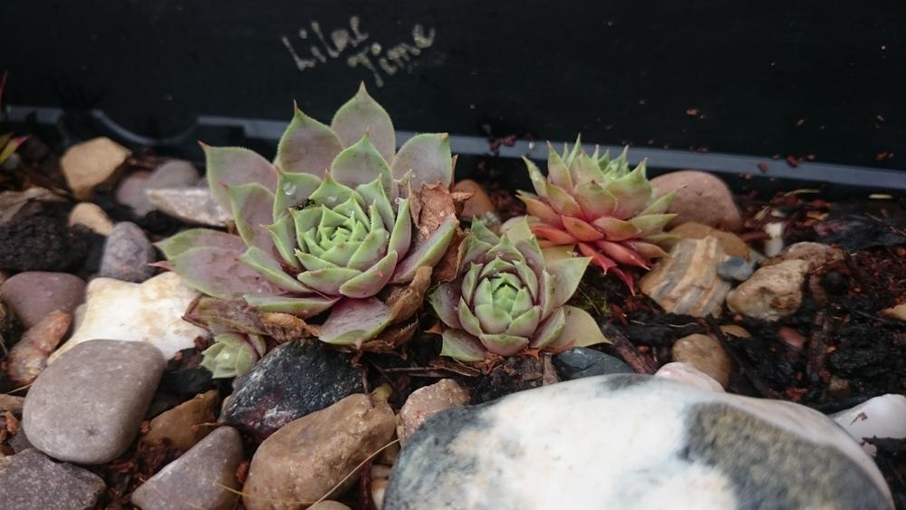 Photo of Hen and Chicks (Sempervivum 'Lilac Time') uploaded by PiaLouiseSourvi