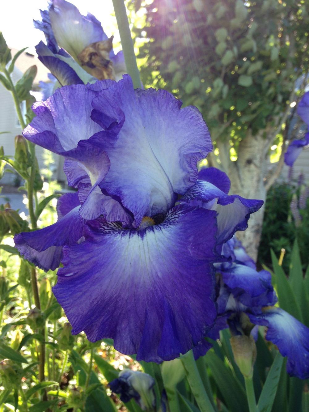 Photo of Tall Bearded Iris (Iris 'Time Zone') uploaded by PutteringinIdaho
