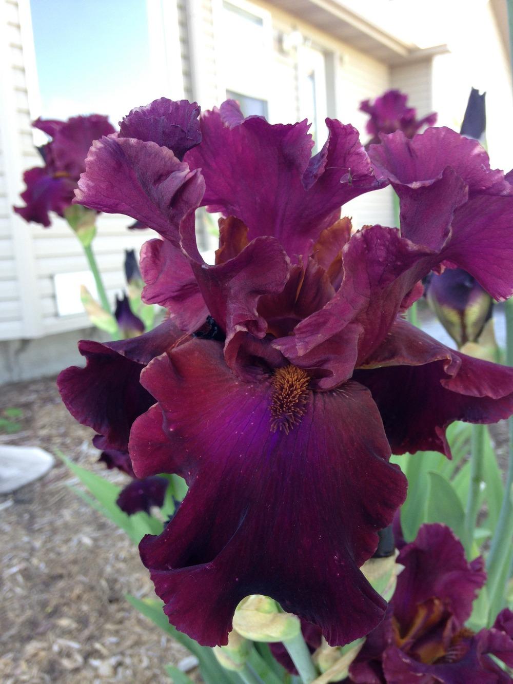 Photo of Tall Bearded Iris (Iris 'Merlot') uploaded by PutteringinIdaho