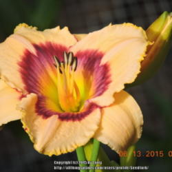 Location: Enterprise, Al. 36330
Date: 2015-06-13
FFOE For the first bloom to ever open on this plant it looks grea