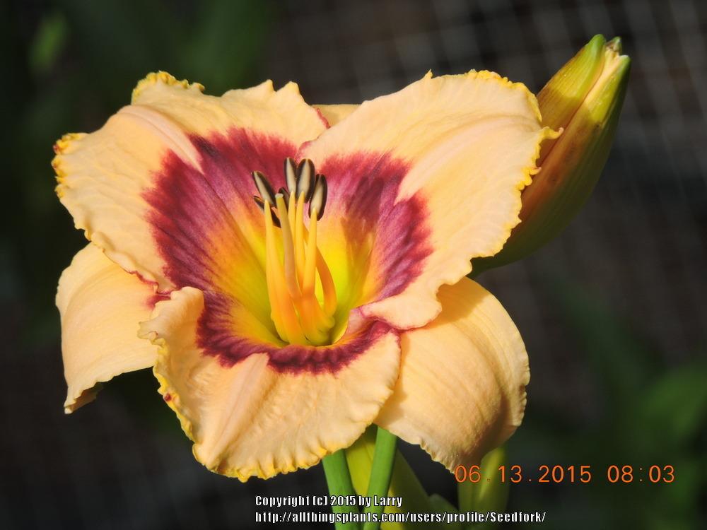 Photo of Daylily (Hemerocallis 'Rainbow Candy') uploaded by Seedfork