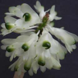 Location: Odessa, FL
Date: 2012-03-13
This is the alba form of Dendrobium smilliae