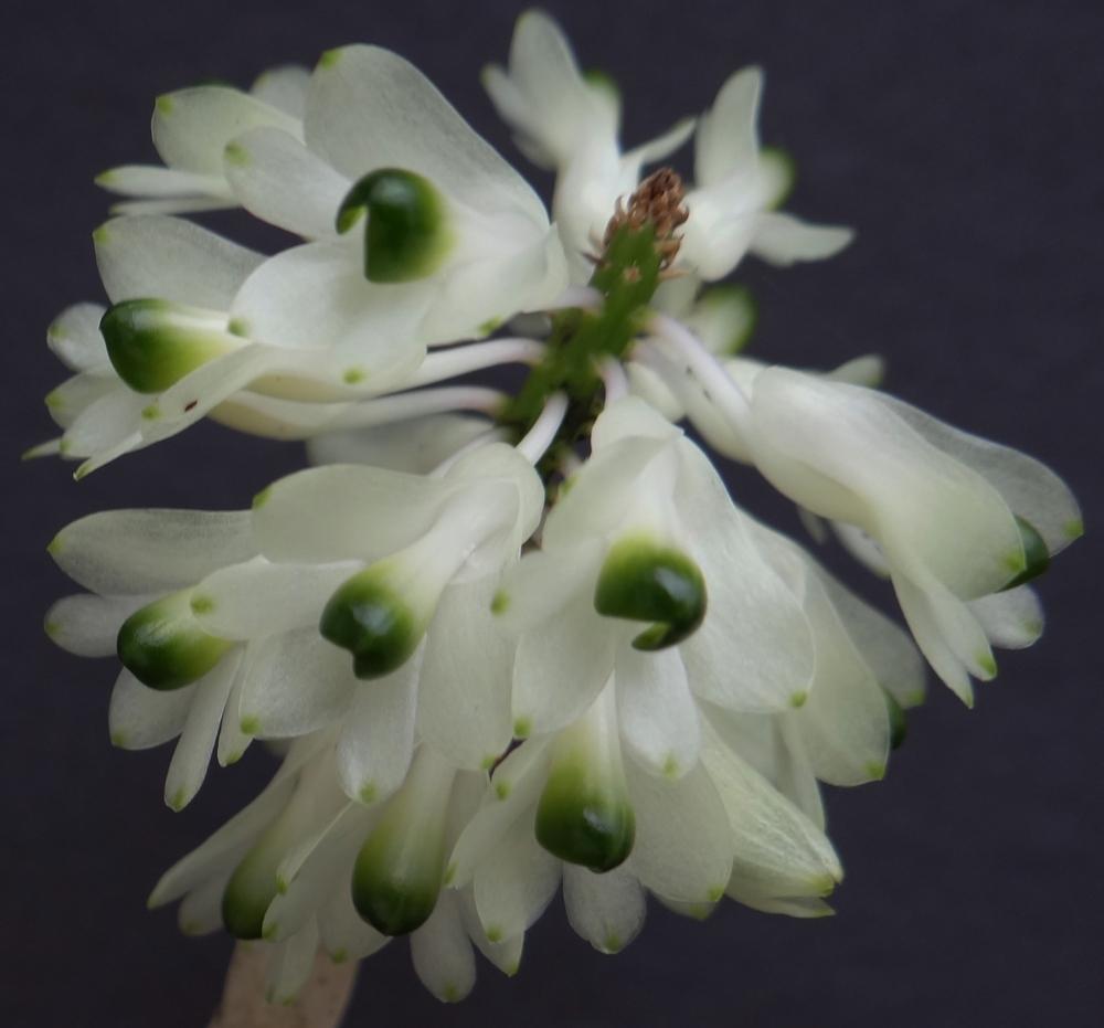 Photo of Orchid (Dendrobium smillieae) uploaded by hawkarica