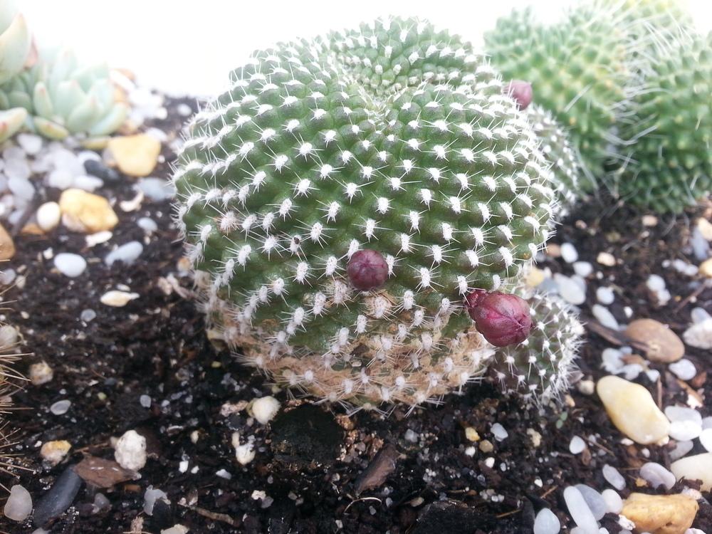 Photo of Marsoner's Crown Cactus (Rebutia marsoneri) uploaded by karmatree