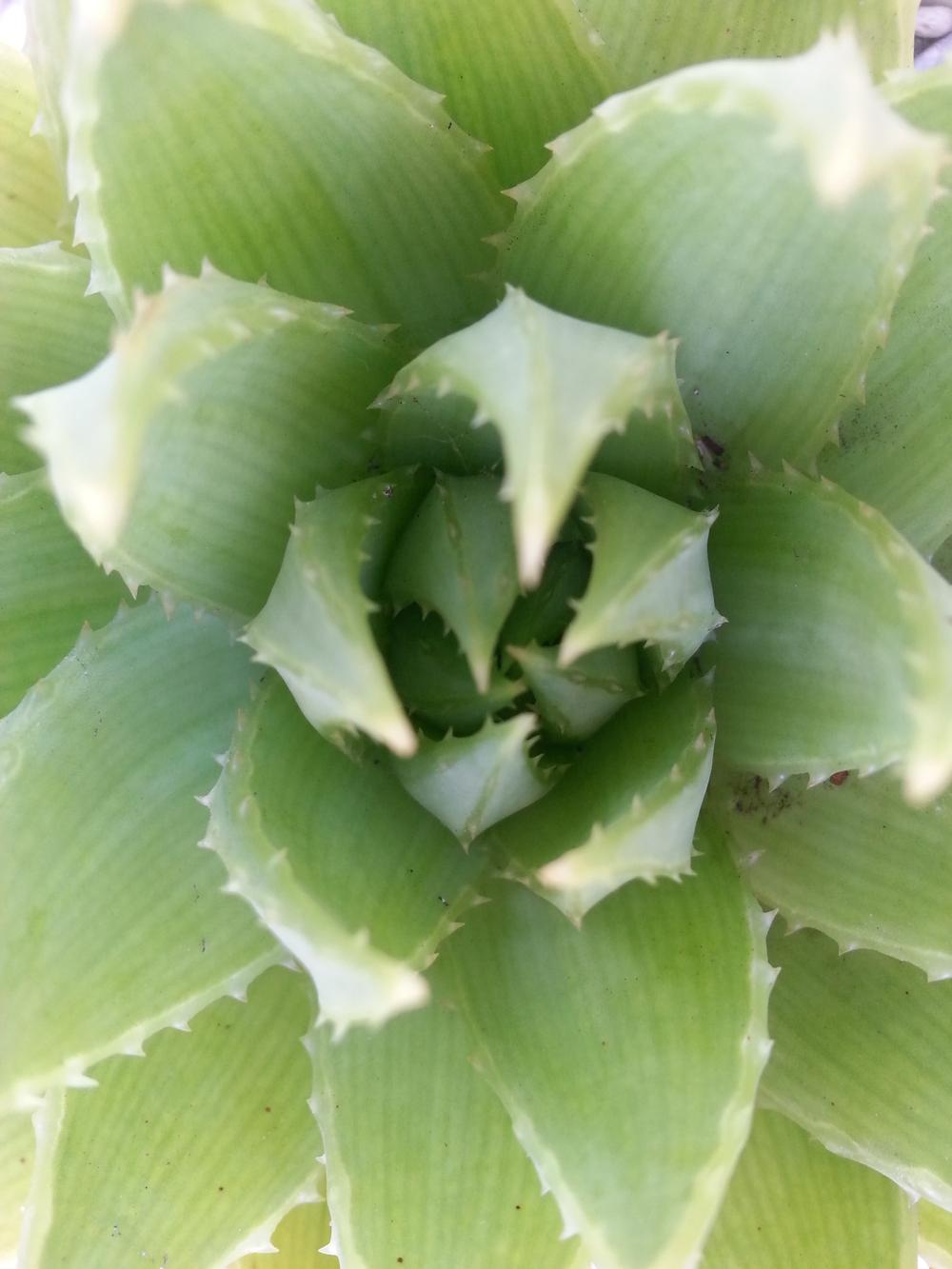 Photo of Spiral Aloe (Aloe polyphylla) uploaded by karmatree