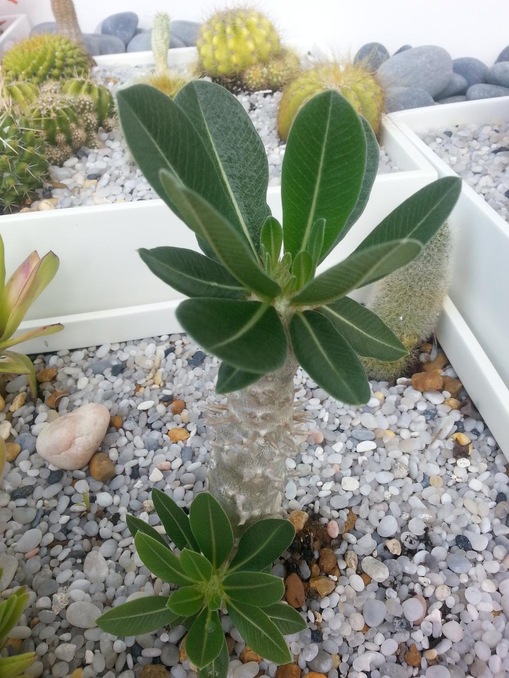 Photo of Pachypodium (Pachypodium eburneum) uploaded by karmatree