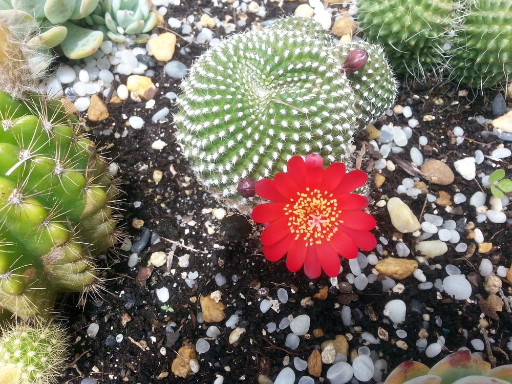 Photo of Marsoner's Crown Cactus (Rebutia marsoneri) uploaded by karmatree