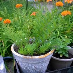 Location: Woodbridge , Va
Date: 6/13/15
container butterfly weed plants doing better then my garden one