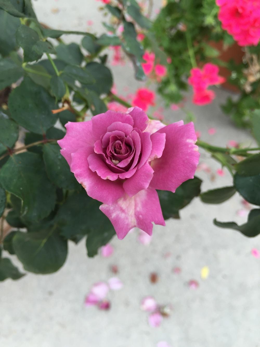 Photo of Rose (Rosa 'Angel Face') uploaded by mattmackay22