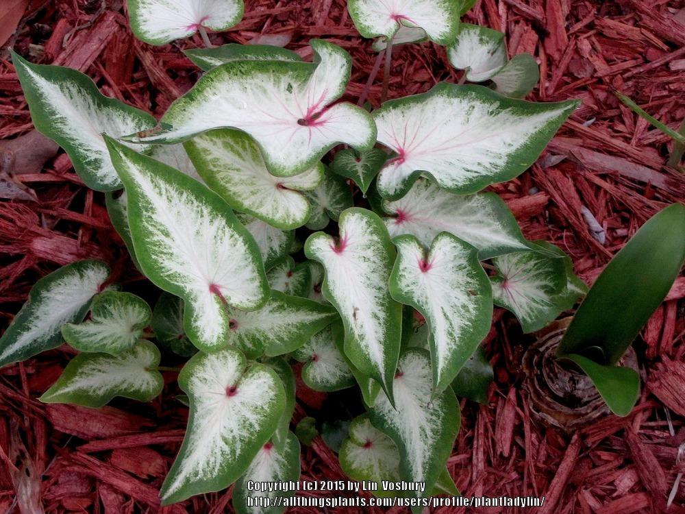 Photo of Strap-Leaf Caladium (Caladium 'White Wing') uploaded by plantladylin