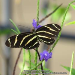 Location: Daytona Beach, Florida
Date: 2015-06-13
#Pollination Zebra Longwing Butterfly at a bloom