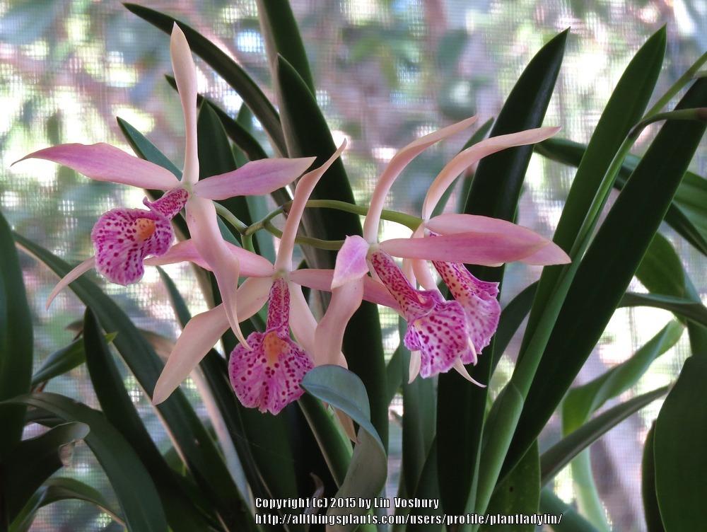Photo of Orchid (Brassocattleya Sunset Glory) uploaded by plantladylin