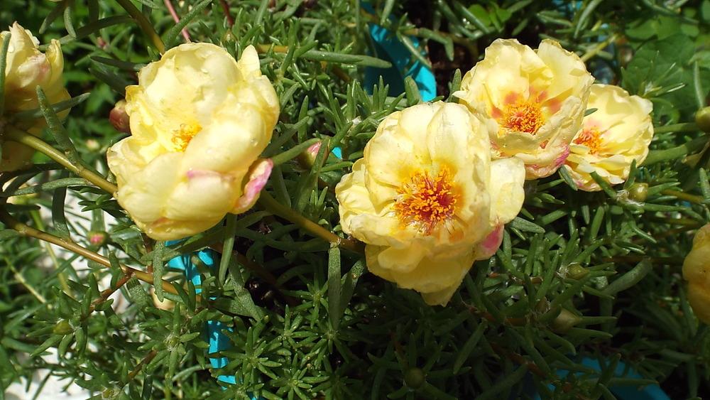 Photo of Moss Rose (Portulaca grandiflora 'Sundial Cream') uploaded by poisondartfrog
