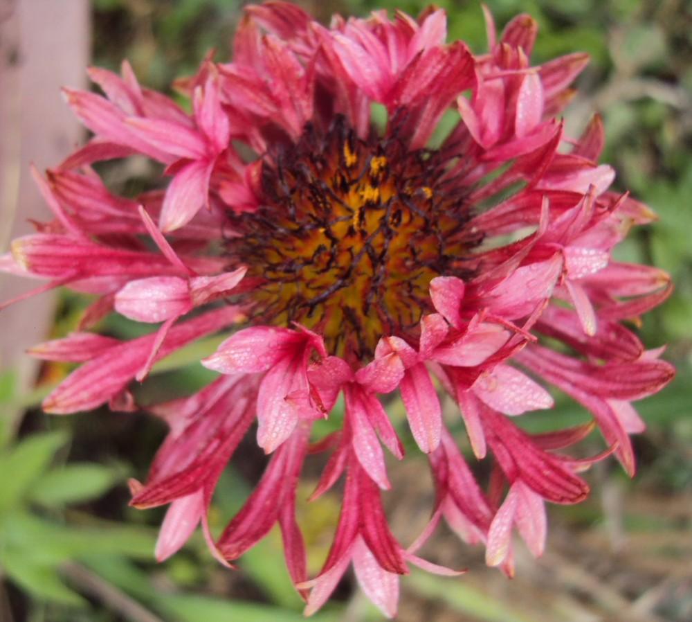 Photo of Blanket Flower (Gaillardia pulchella 'Red Plume') uploaded by poisondartfrog