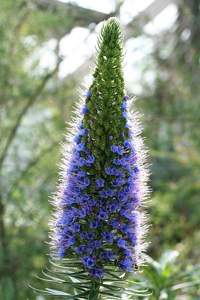 Photo of Pride of Madeira (Echium candicans) uploaded by robertduval14