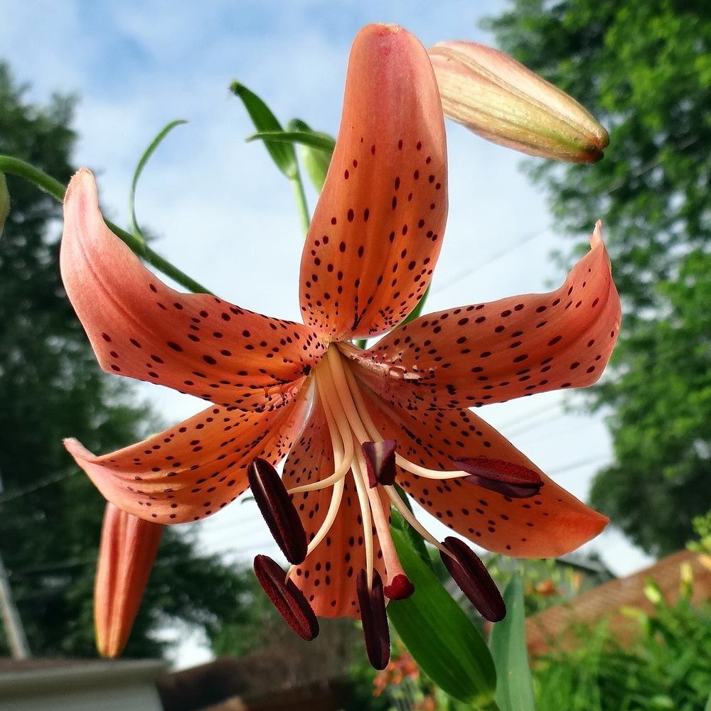 Photo of Asiatic Lily (Lilium 'Jasper') uploaded by stilldew