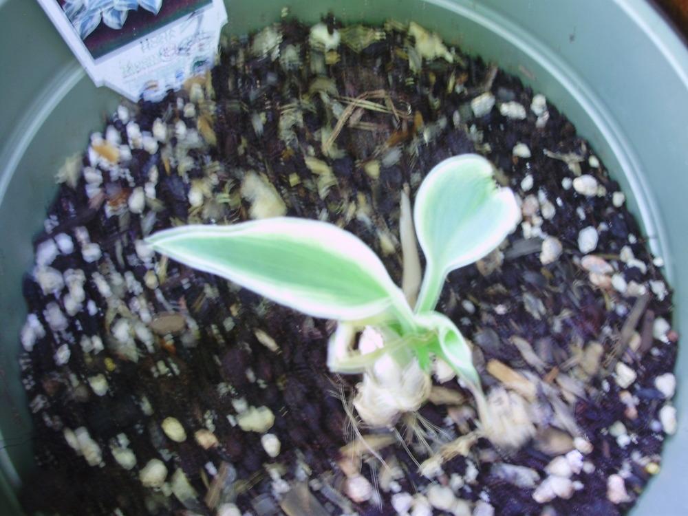 Photo of Hosta 'Firn Line' uploaded by CDsSister