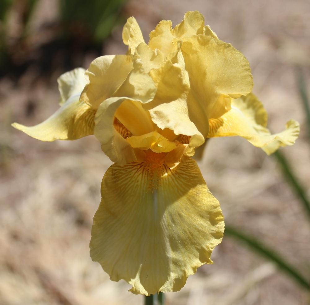 Photo of Tall Bearded Iris (Iris 'Golden Stairs') uploaded by Calif_Sue