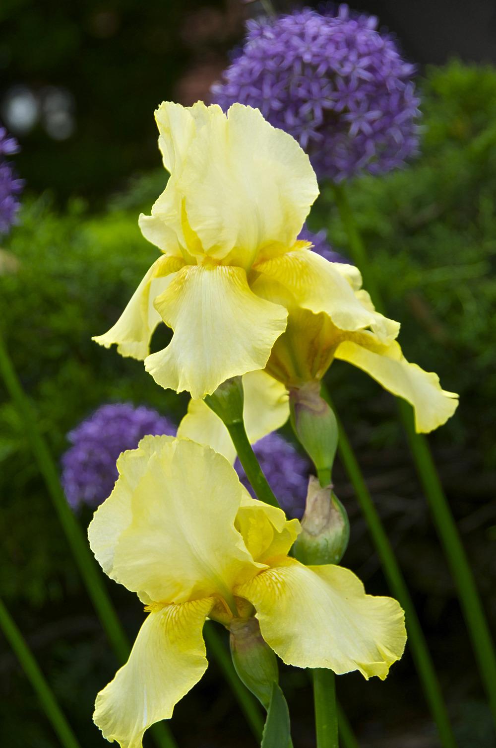 Photo of Irises (Iris) uploaded by Fleur569