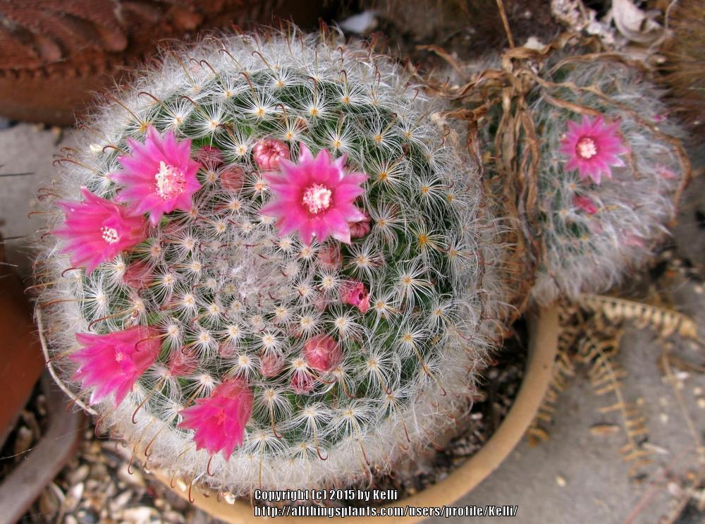 Photo of Powderpuff Cactus (Mammillaria bocasana) uploaded by Kelli